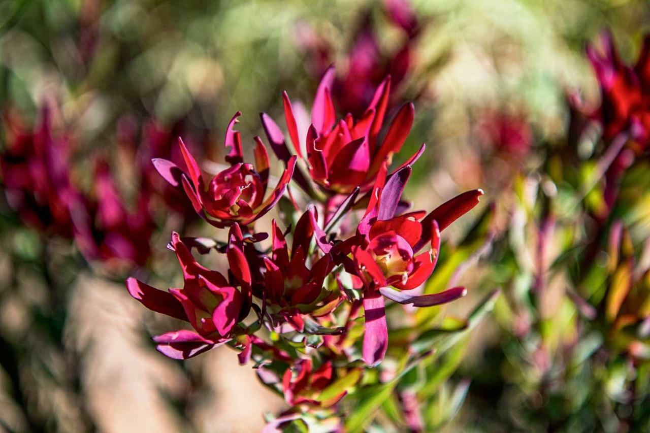 Villa Oudewerfskloof Olive Farm Stilbaai Exterior foto